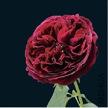 009.png