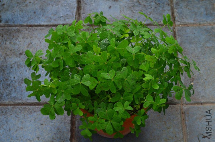 ������С DSC_0123.JPG