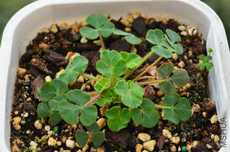 ������С Oxalis pulchella var. tomentosa 20121103 001.JPG