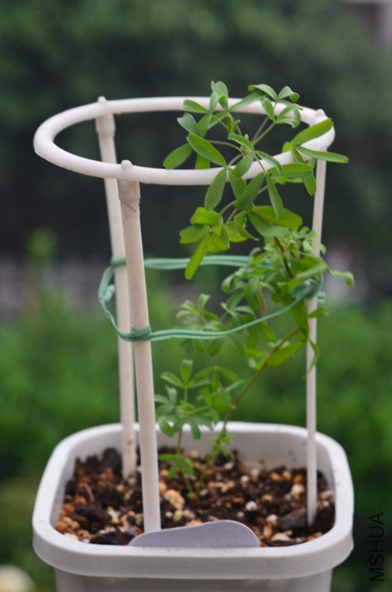 Oxalis burki 20121022 001.JPG