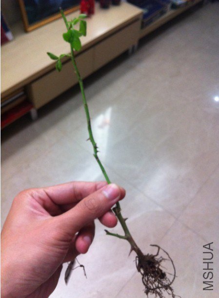 ����Ҷ������