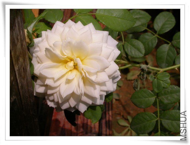 DSCN3506.JPG