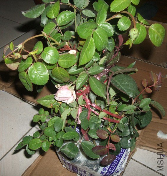 DSCF3523_����.jpg