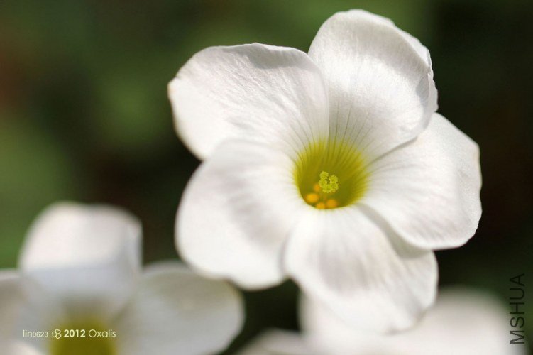 Oxalis  obliquifolia.JPG