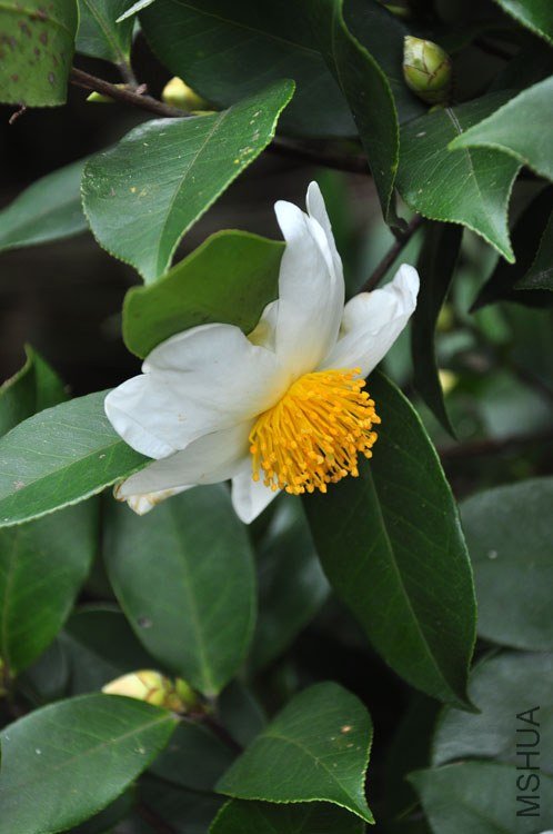 DSC_7590.JPG