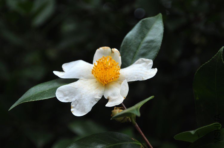DSC_7591.JPG