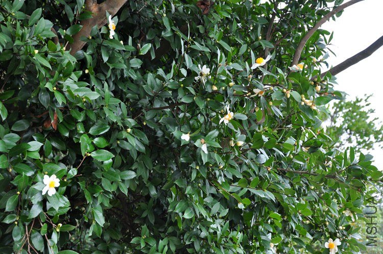 DSC_7596.JPG