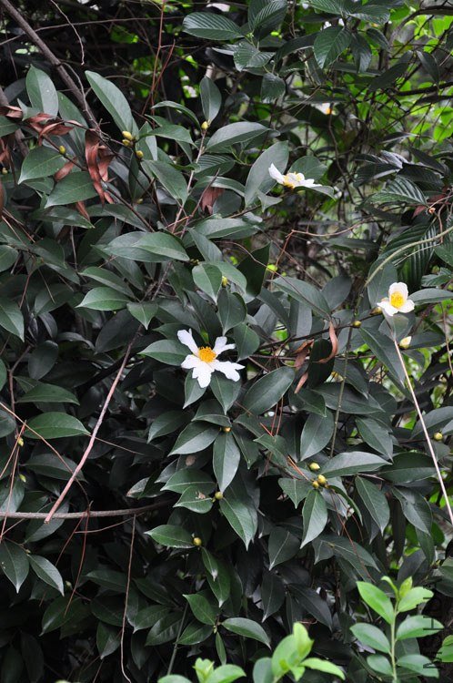 DSC_7605.JPG