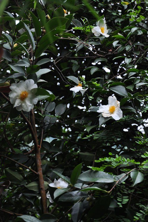 DSC_7607.JPG