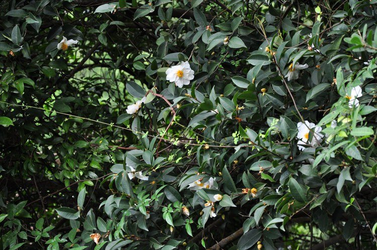 DSC_7608.JPG