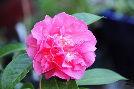 _DSC7833_SS.jpg