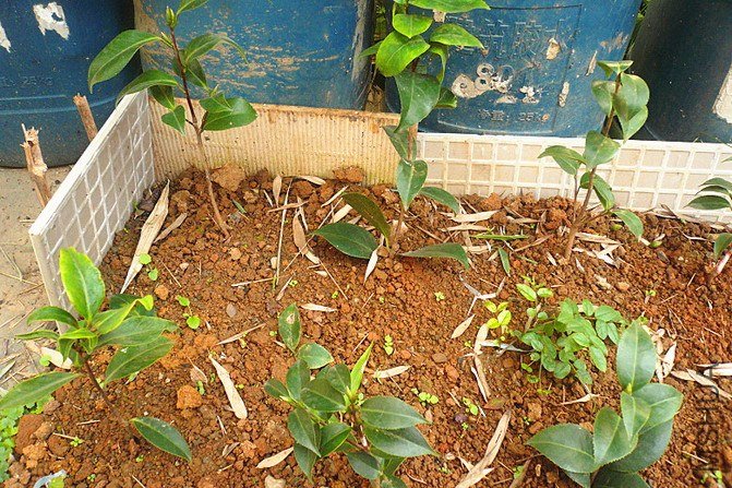 ����10��12�����µ�����С��