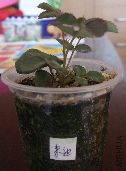 DSCF3537_����.jpg