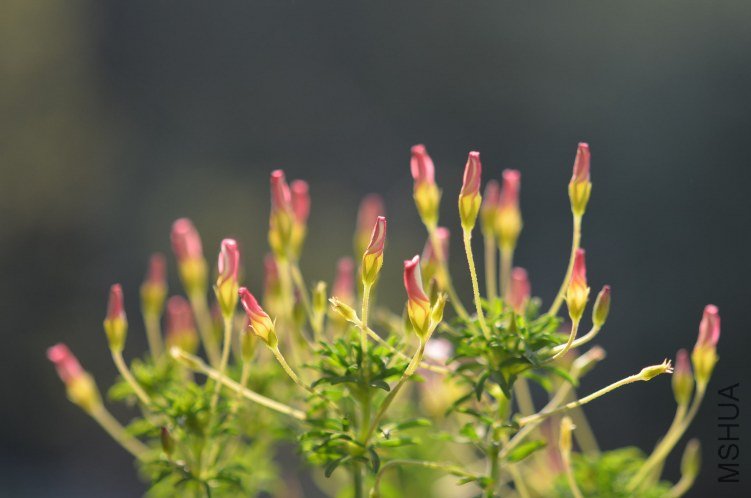 Oxalis tenufolia ��˫ɫ20121113 001.JPG