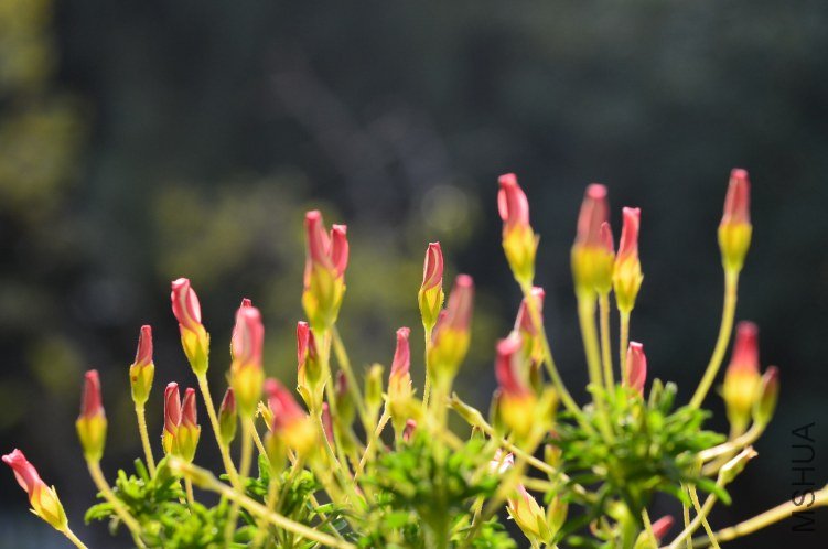Oxalis tenufolia ��˫ɫ20121113 002.JPG
