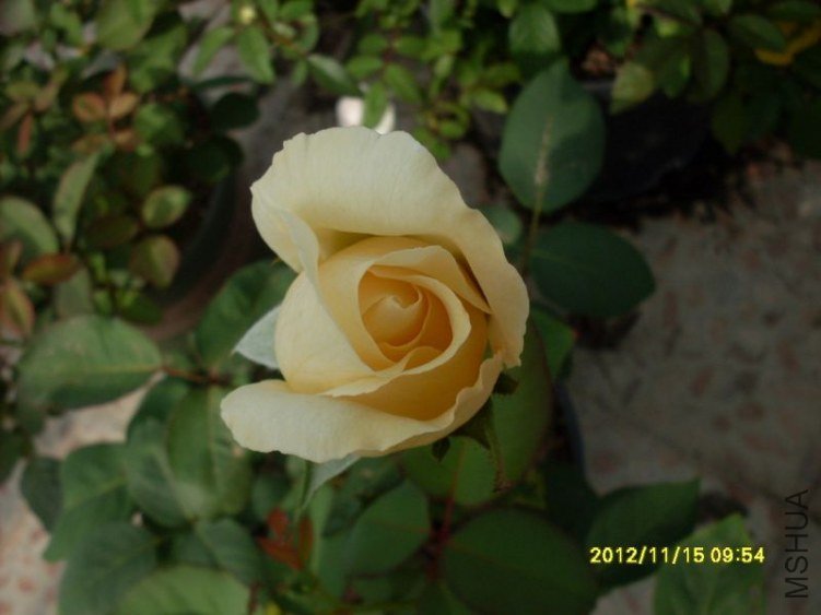 SDC14822_nEO_IMG.jpg