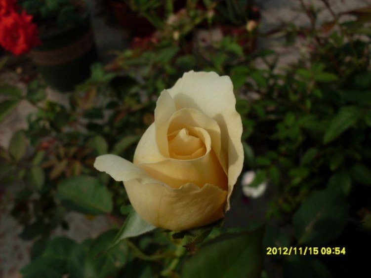 SDC14823_nEO_IMG.jpg