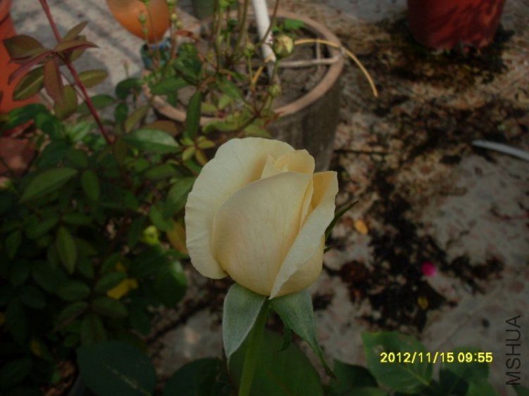 SDC14826_nEO_IMG.jpg