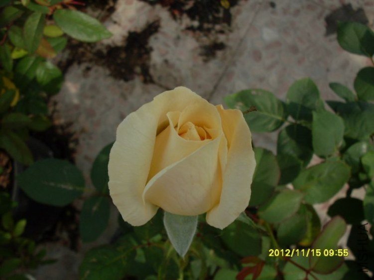 SDC14828_nEO_IMG.jpg