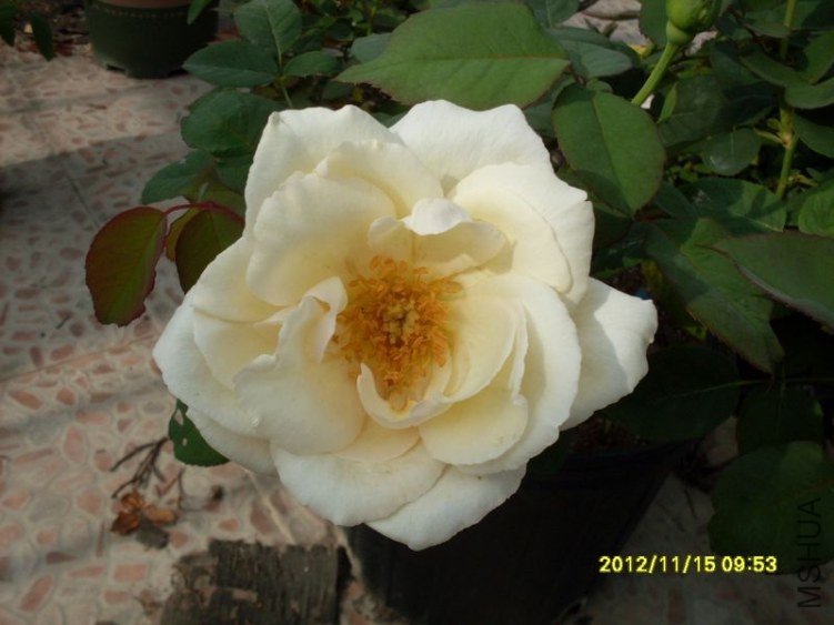 SDC14815_nEO_IMG.jpg