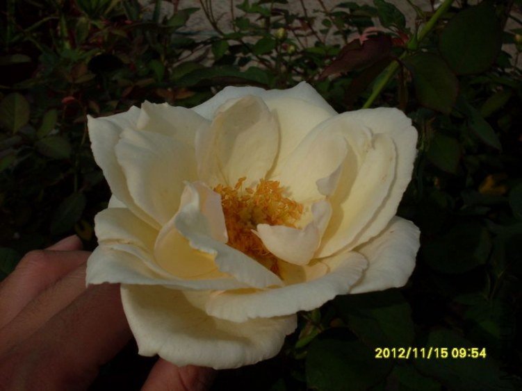 SDC14819_nEO_IMG.jpg