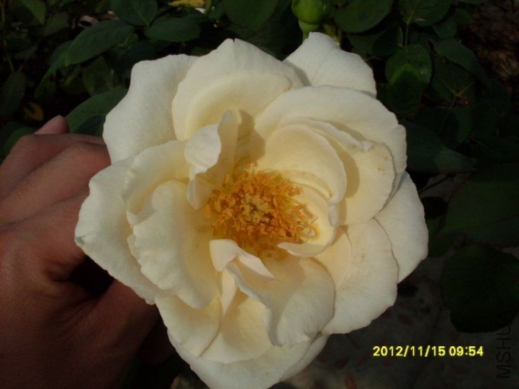 SDC14820_nEO_IMG.jpg