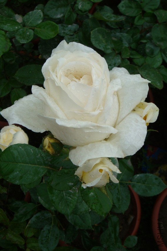 DSC00079.JPG