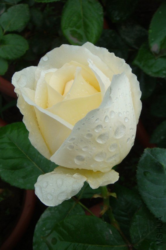 DSC00080.JPG