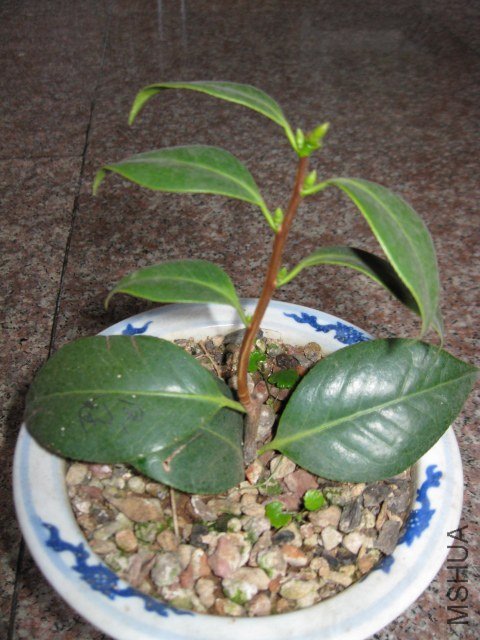 ��֪��.JPG