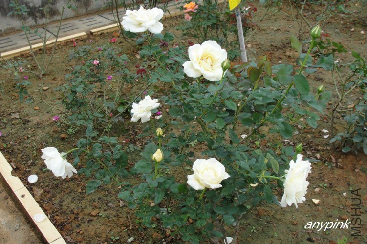 nEO_IMG_DSC07393.jpg