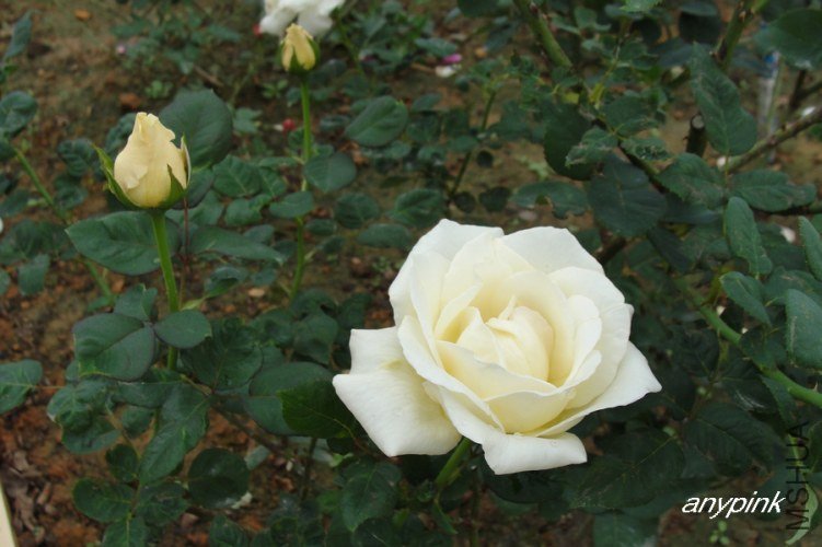 nEO_IMG_DSC07396.jpg