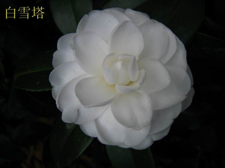 2012��ѩ��1.JPG