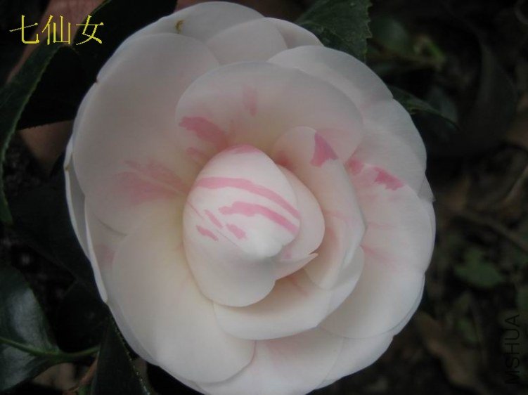 2012����Ů1.JPG