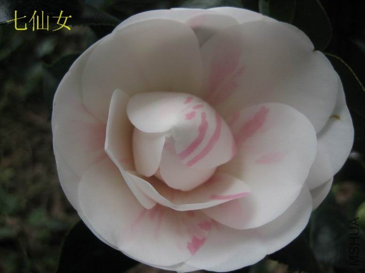 2012����Ů2.JPG