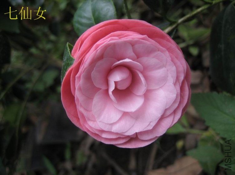2012����Ů3.JPG