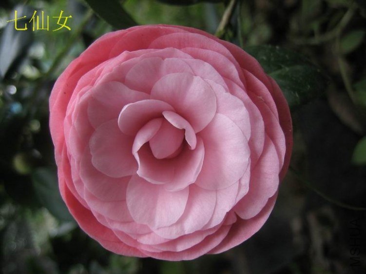2012����Ů5.JPG