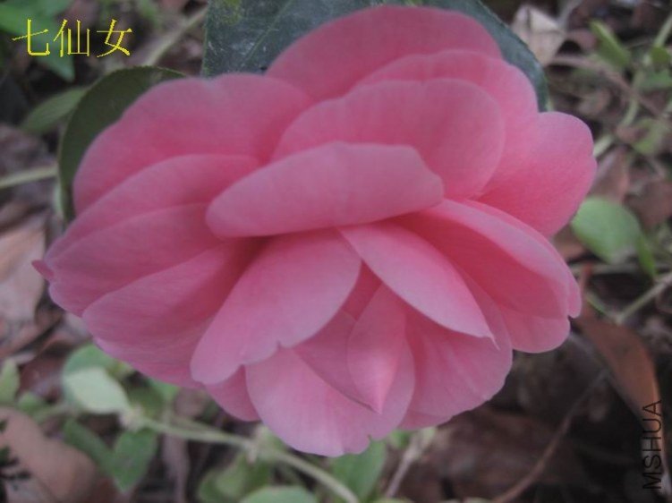 2012����Ů7.JPG
