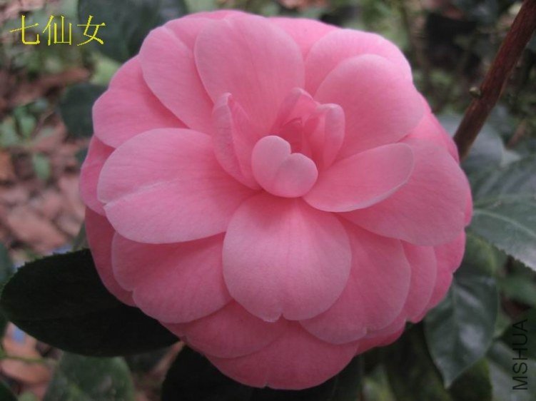 2012����Ů8.JPG