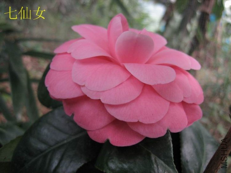 2012����Ů10.JPG