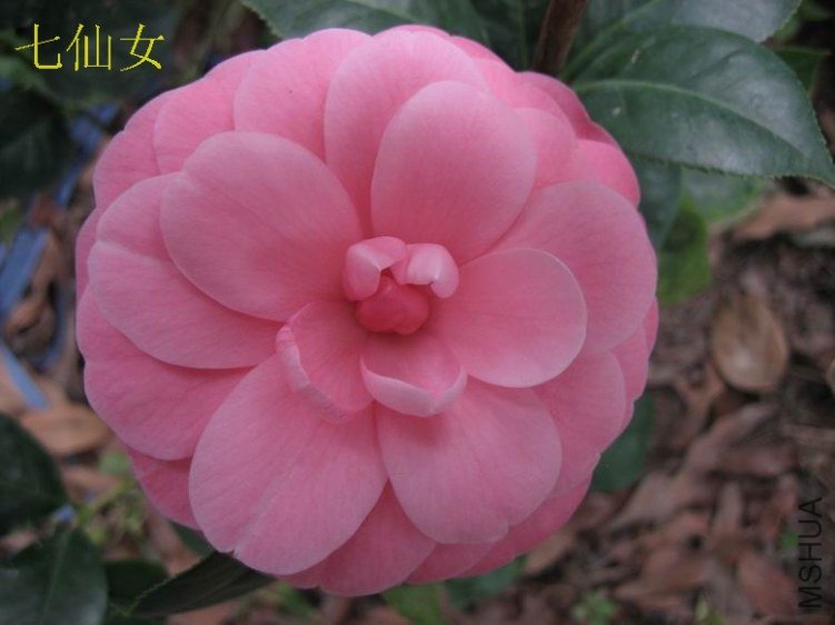2012����Ů11.JPG