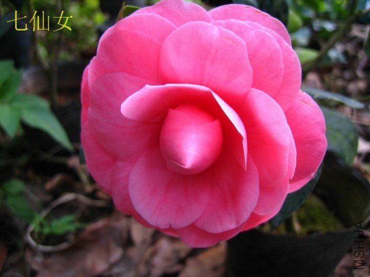 2012����Ů17.JPG