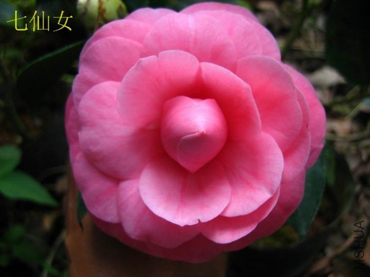 2012����Ů18.JPG