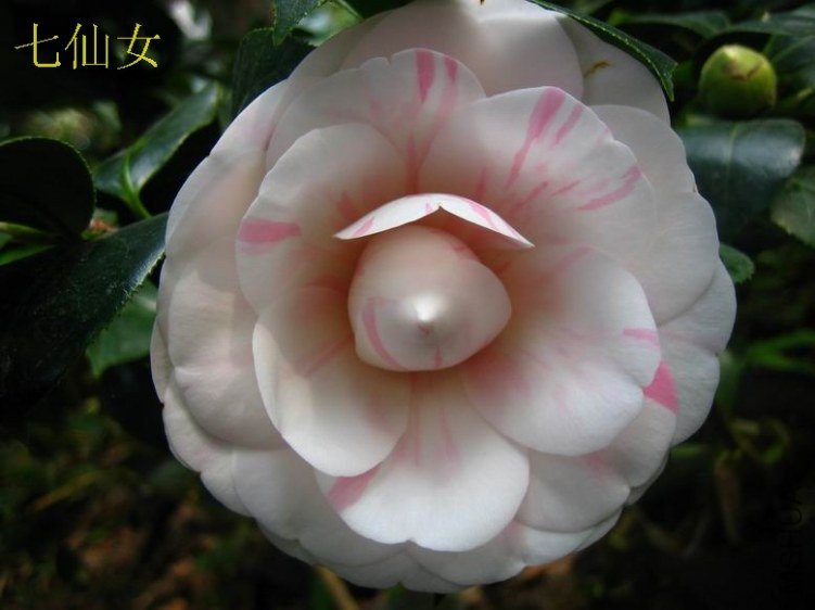 2012����Ů19.JPG