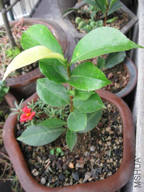 ��̫�� (9).JPG