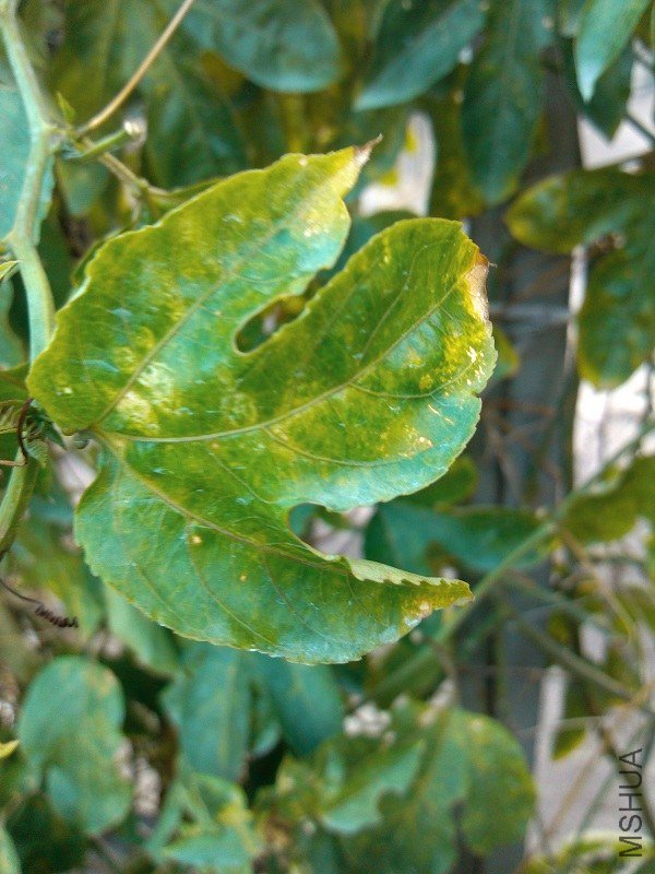 IMG_20121116_071706.jpg