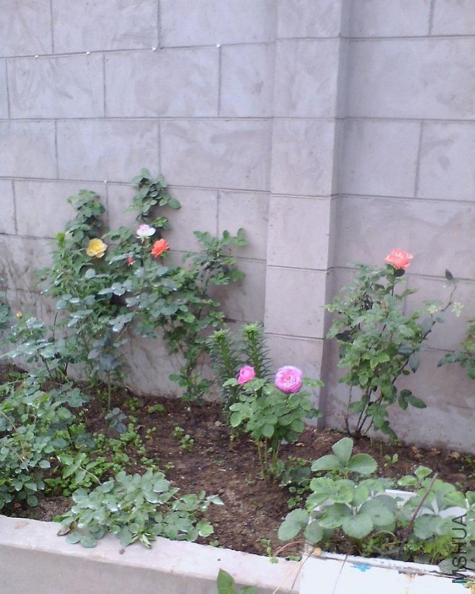 IMG0493A_B.jpg