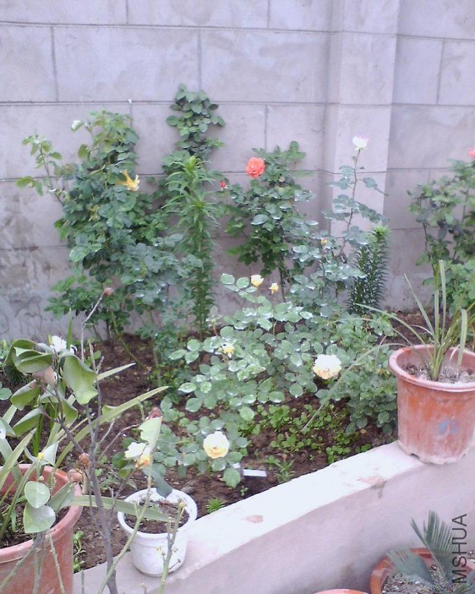 IMG0494A_B.jpg