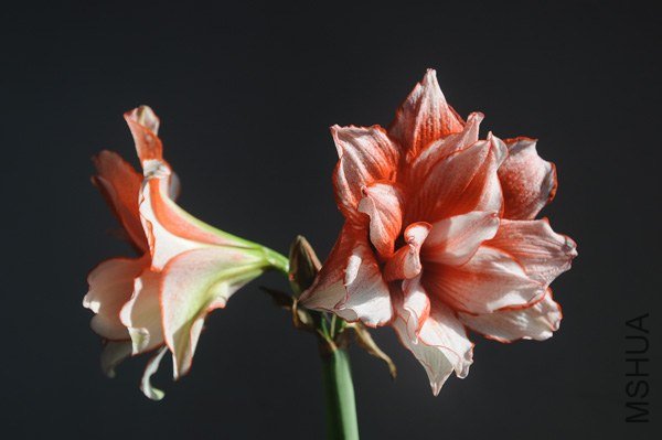 ���� DSC_0549.JPG