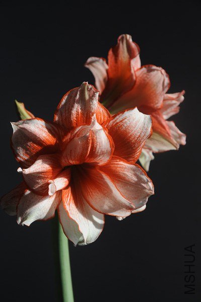 ���� DSC_0552.JPG