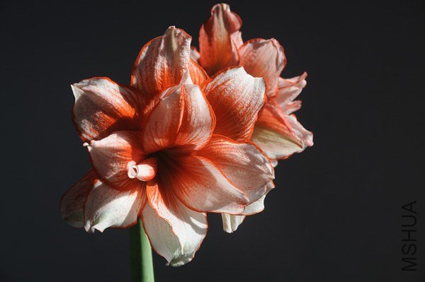 ���� DSC_0553.JPG